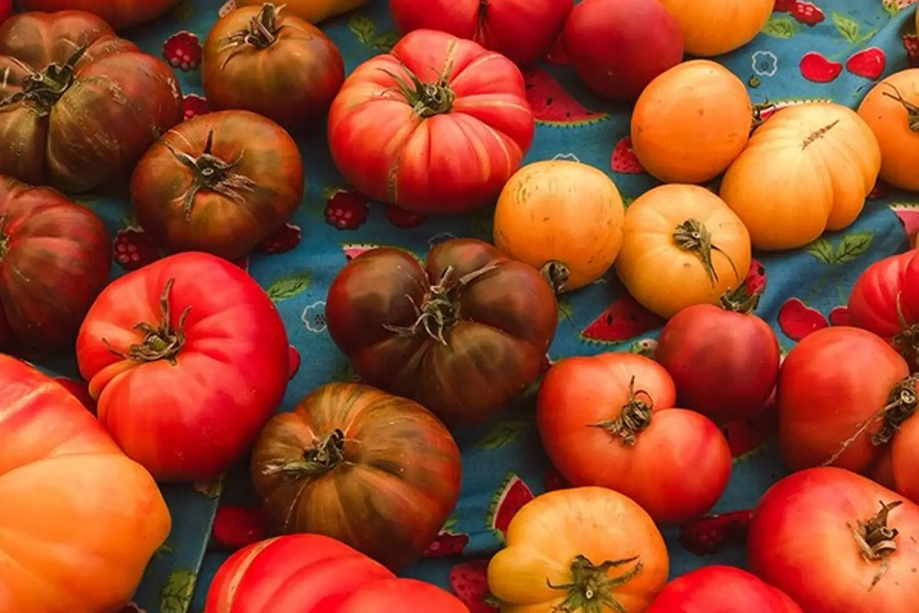 tomate ancienne