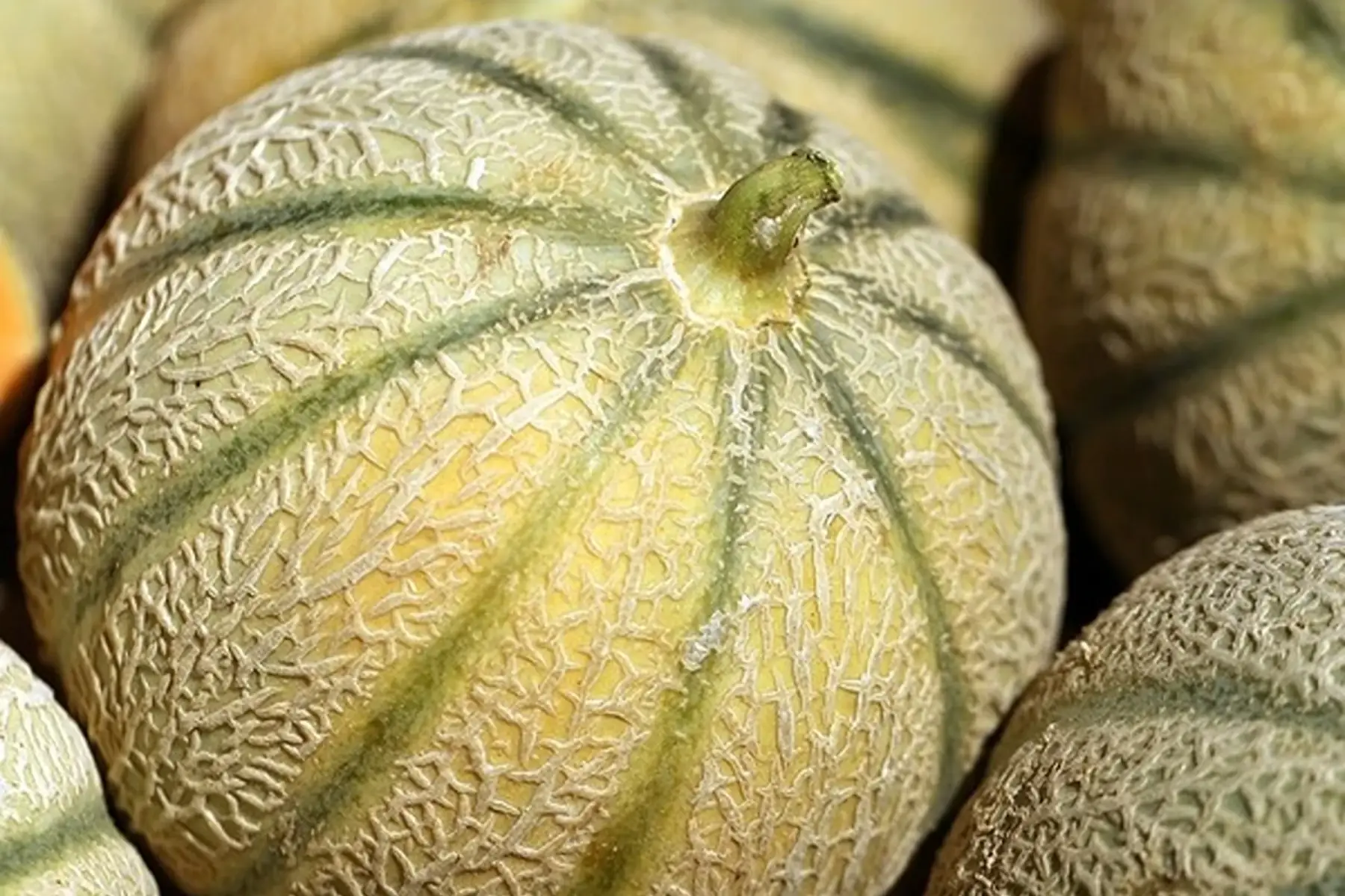 melon
