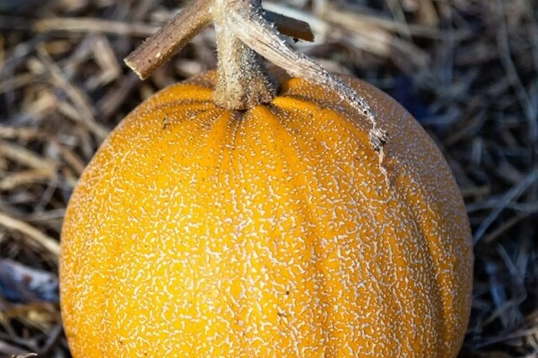 Courge melonnette (moyenne : 1,5kg-2kg)
