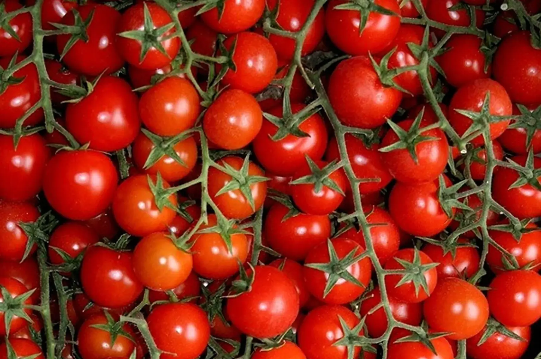 tomate cerise