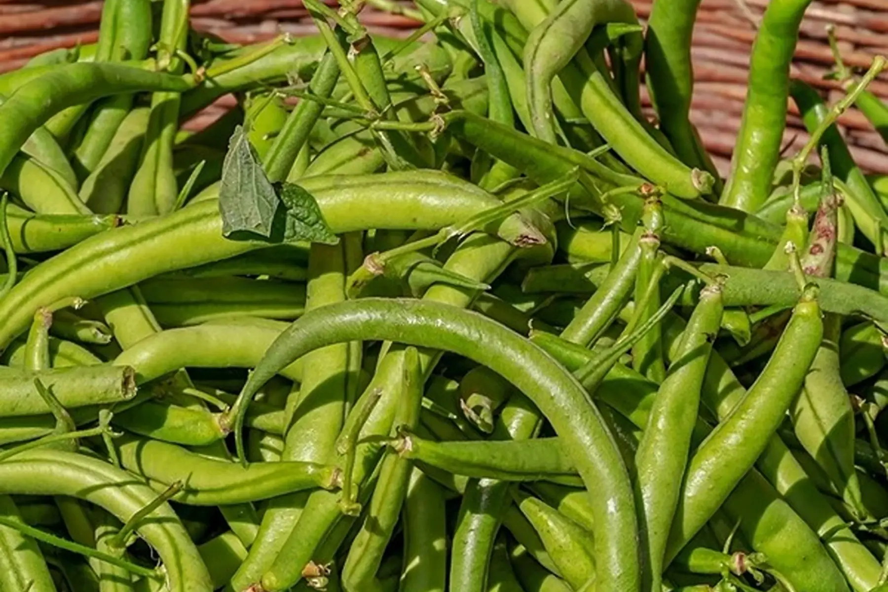 haricot vert