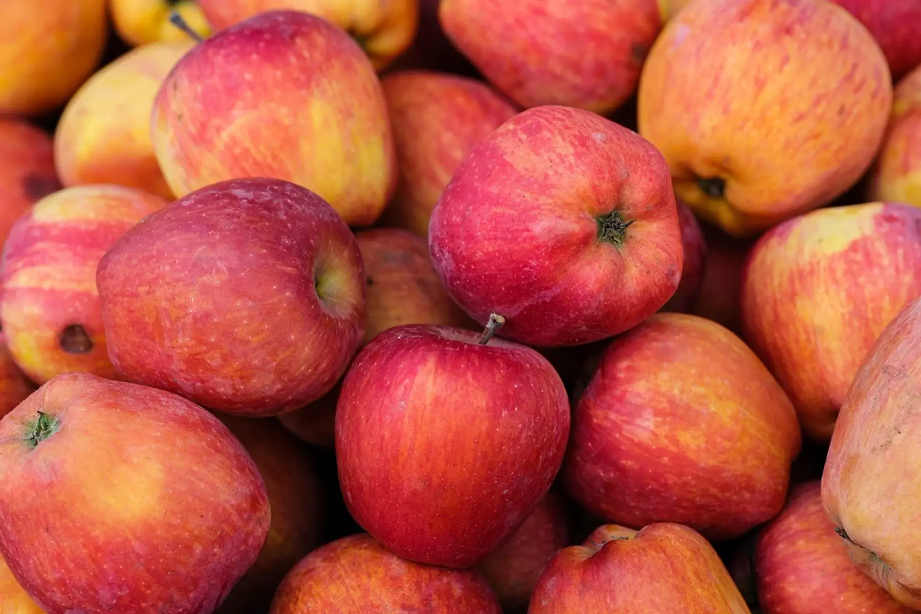 Pomme variété Topaz (acidulée)