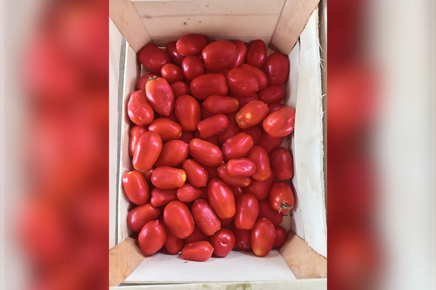 Tomate Roma