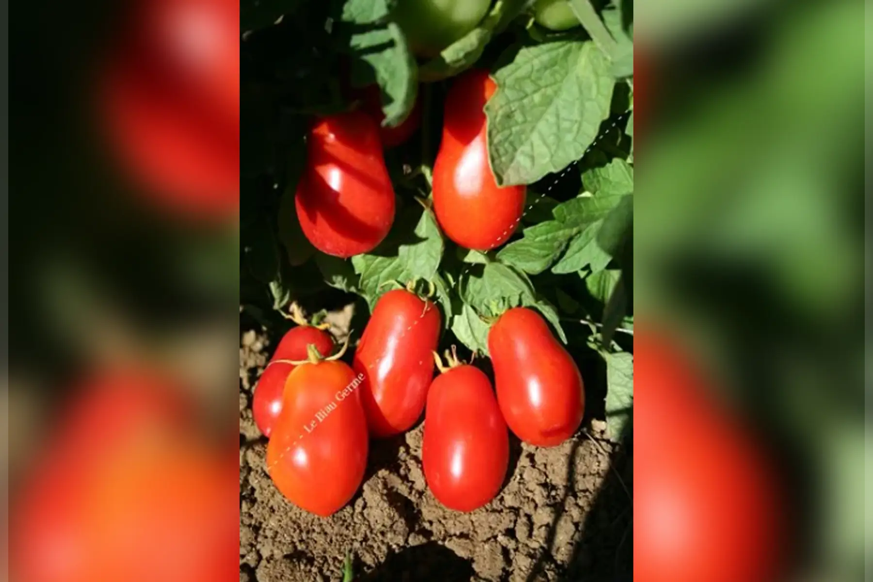 Plant Tomate Roma (R)