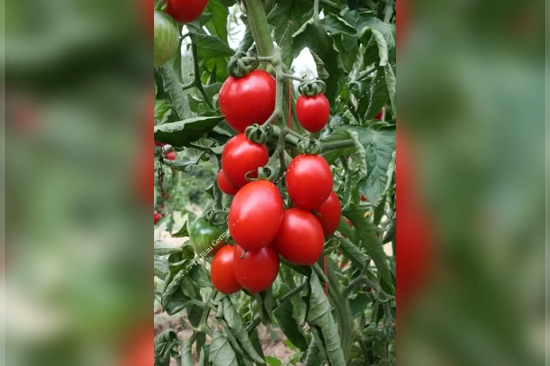Plant Tomate Brin de muguet (CE)