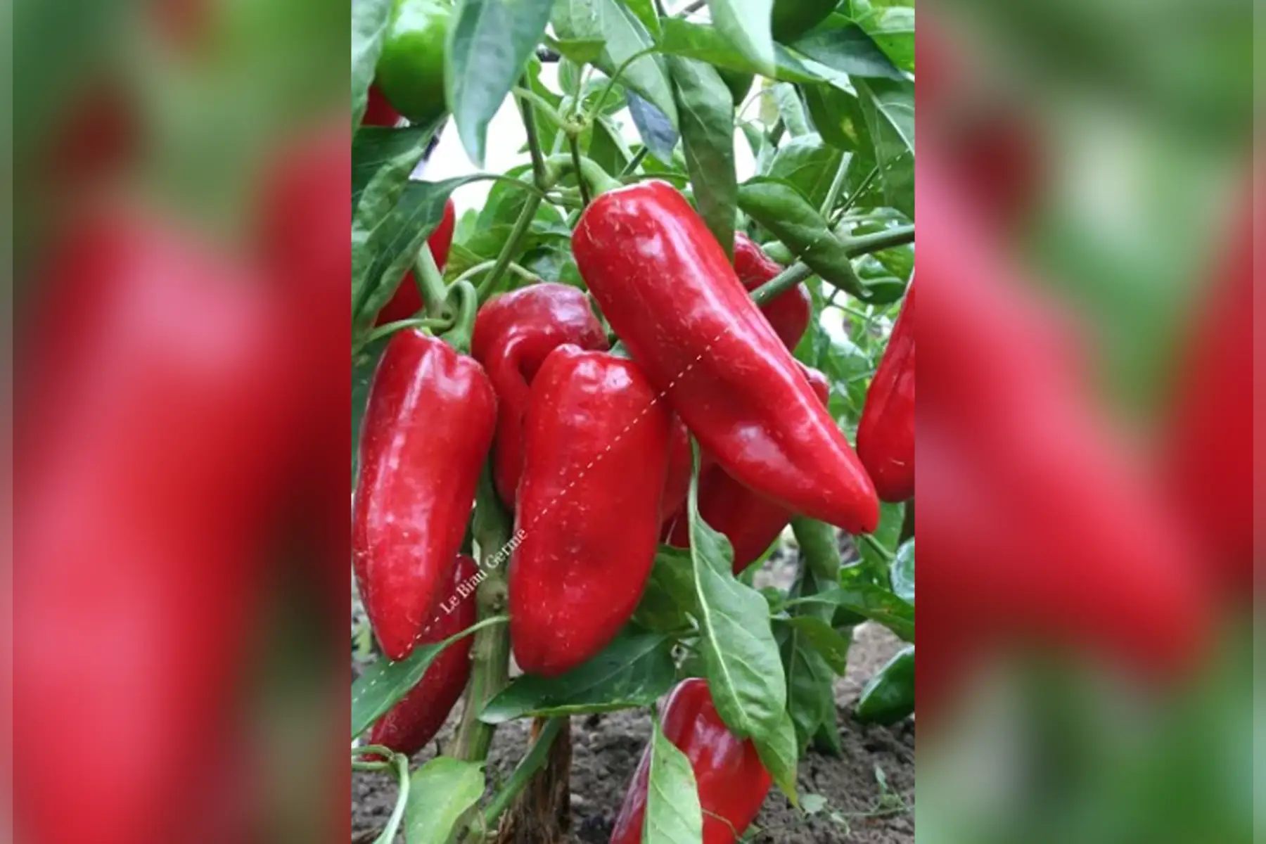 Plant Poivron doux d' Espagne (PE)