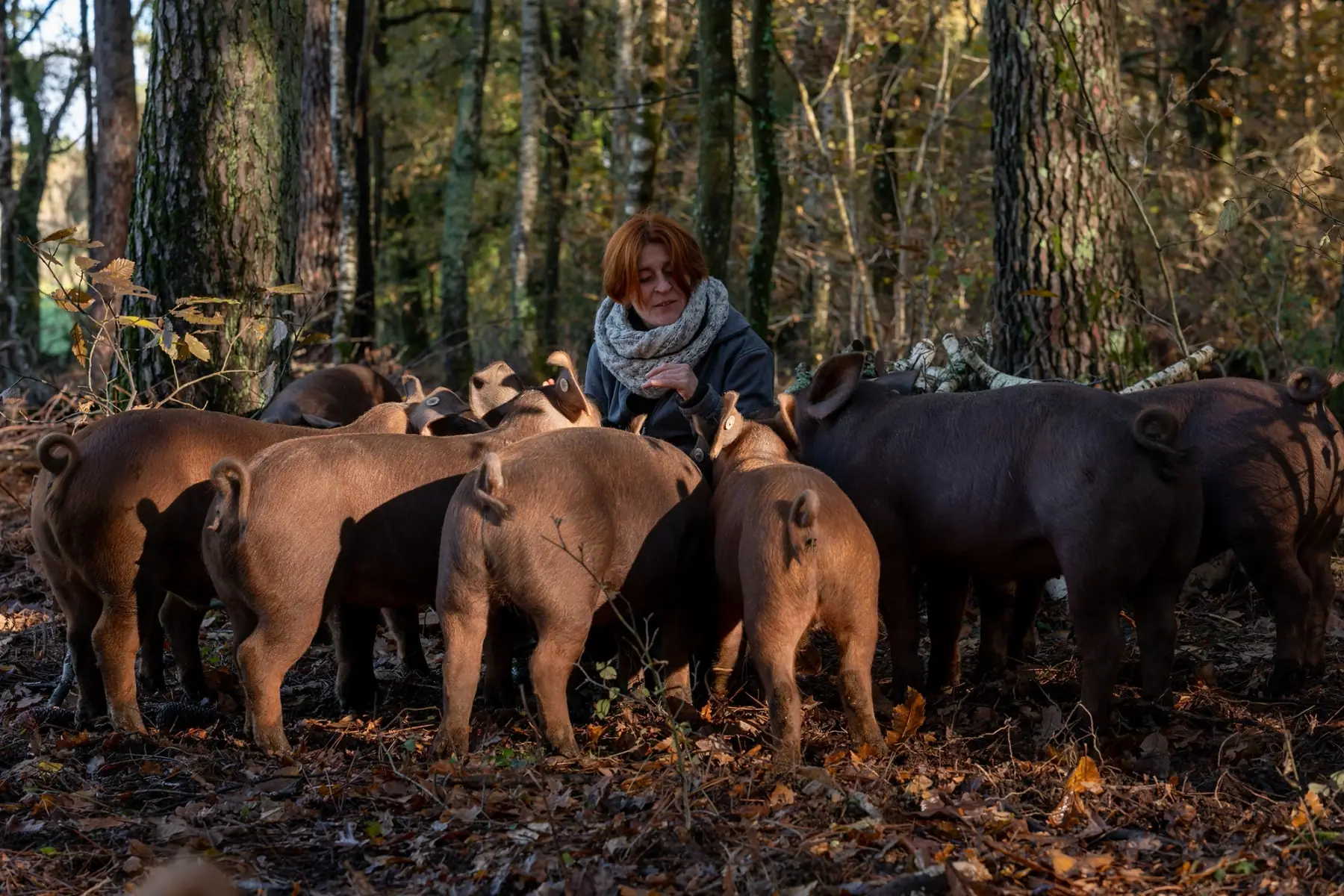 la petite ferme de Cléguérec