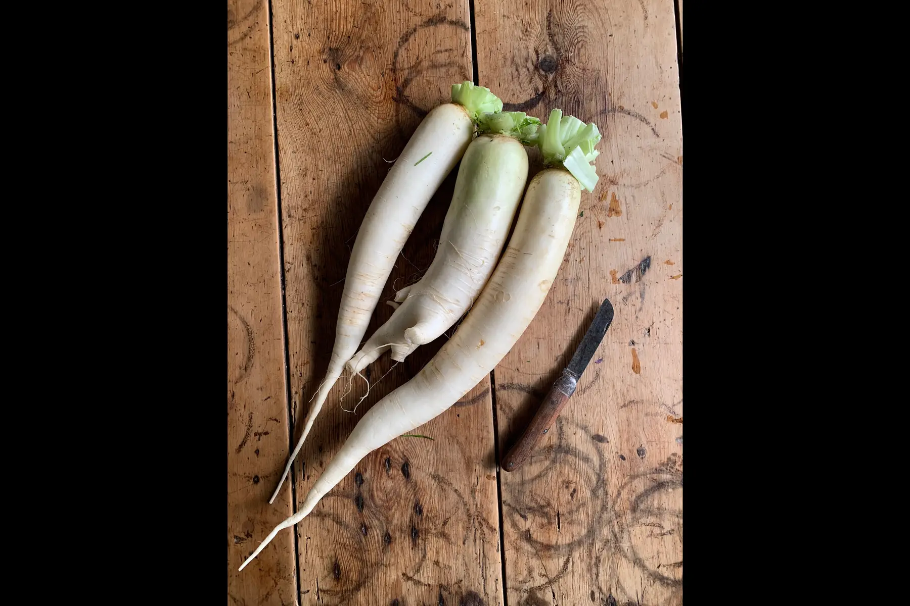 Radis daikon