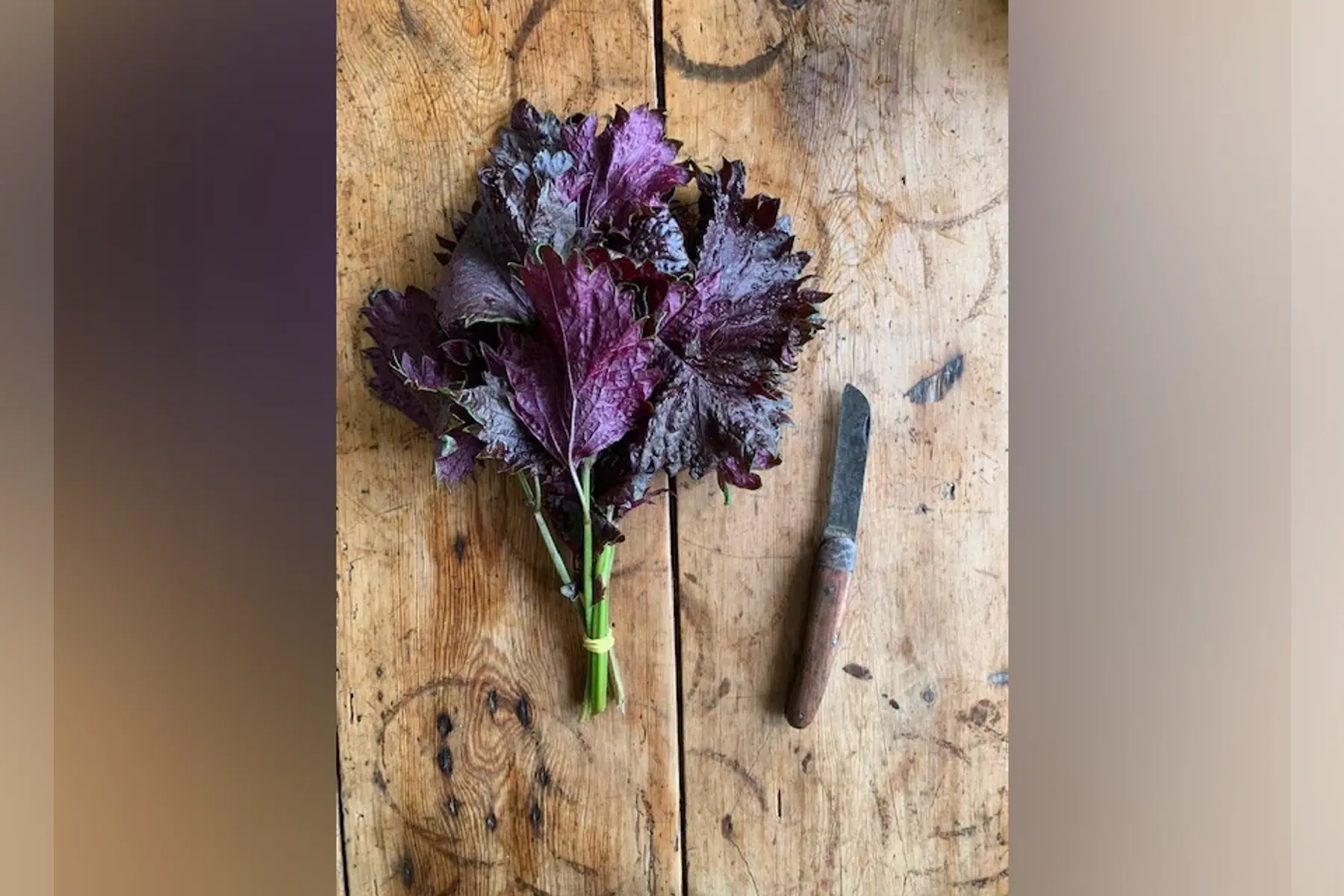 basilic shiso