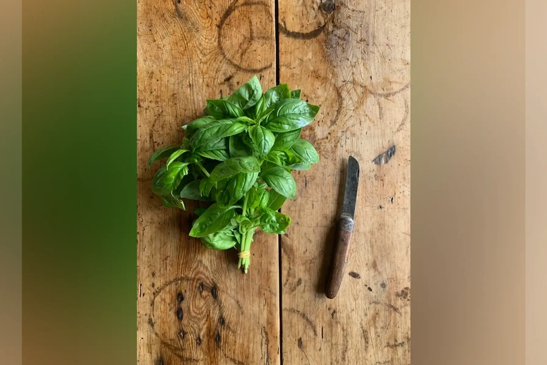 basilic genovese