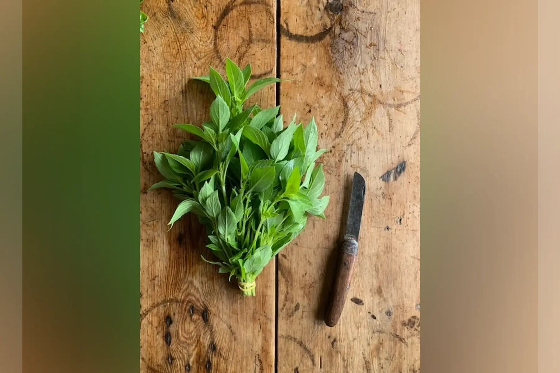basilic citron