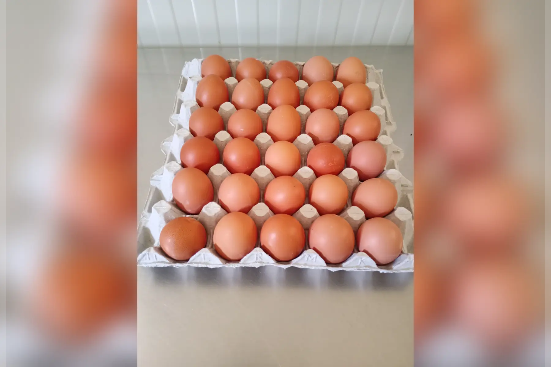 oeufs bio fermier plein air