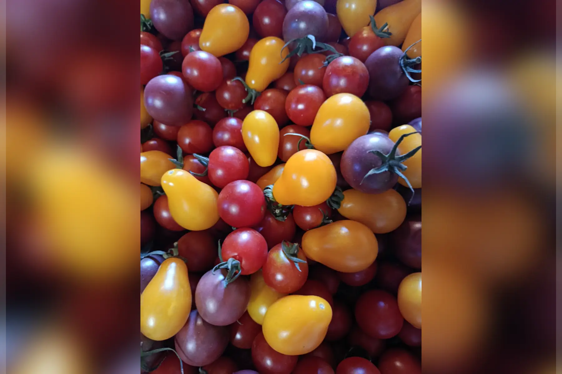 Tomate cerise