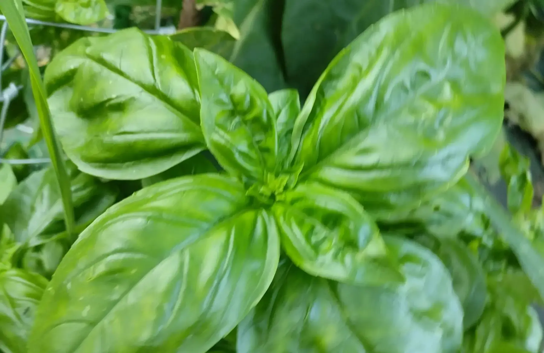basilic