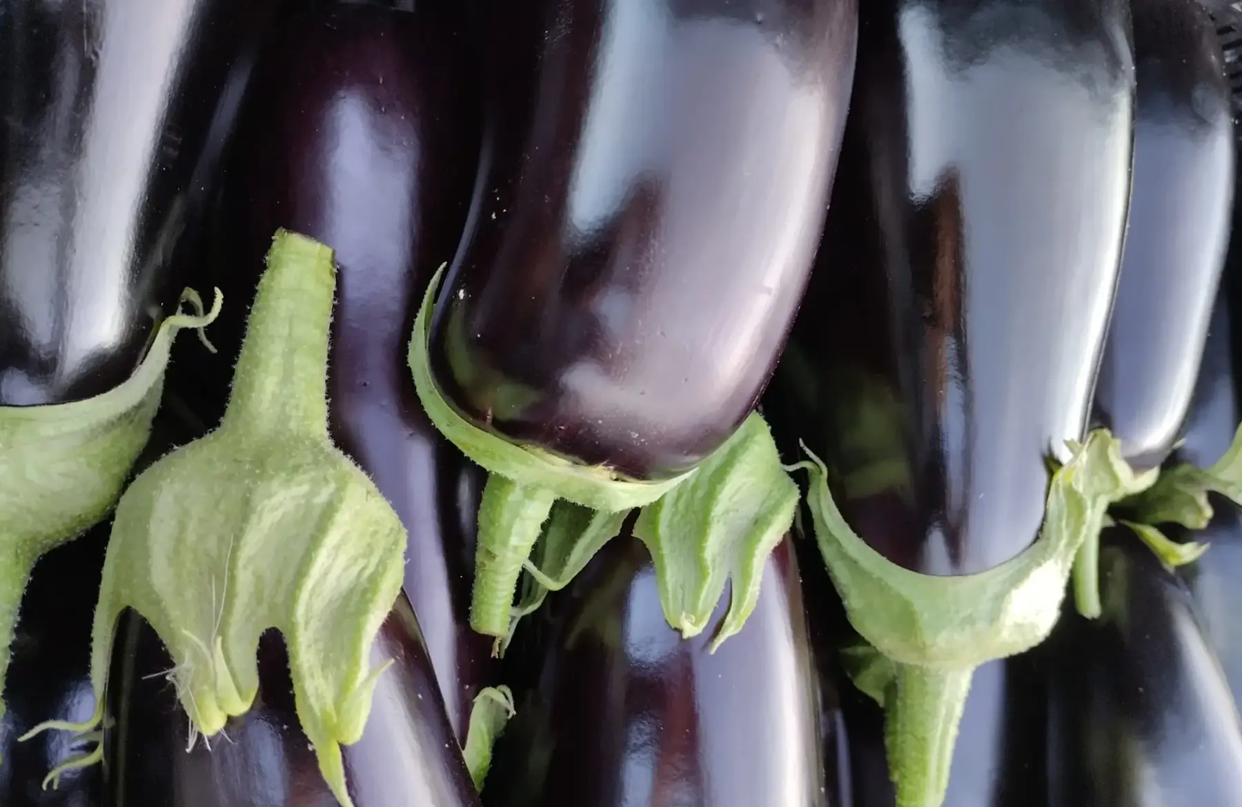 Aubergine