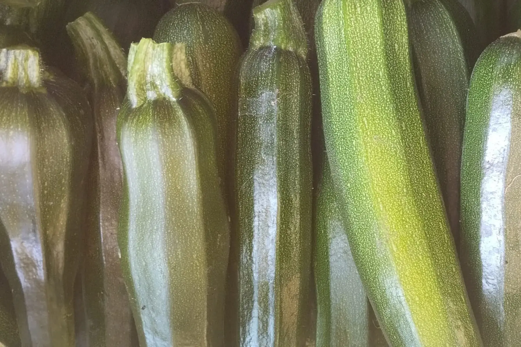 courgette