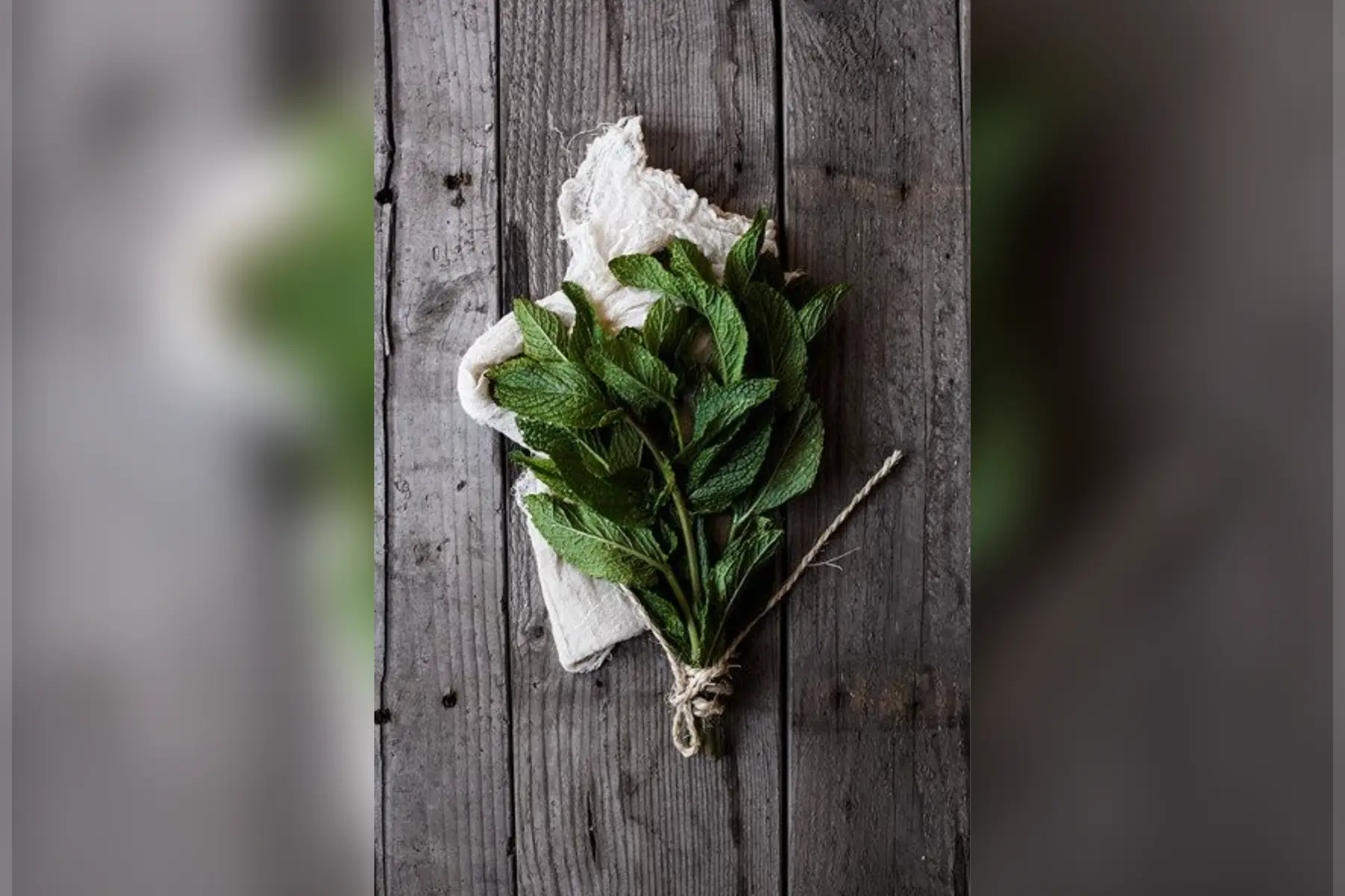 Menthe