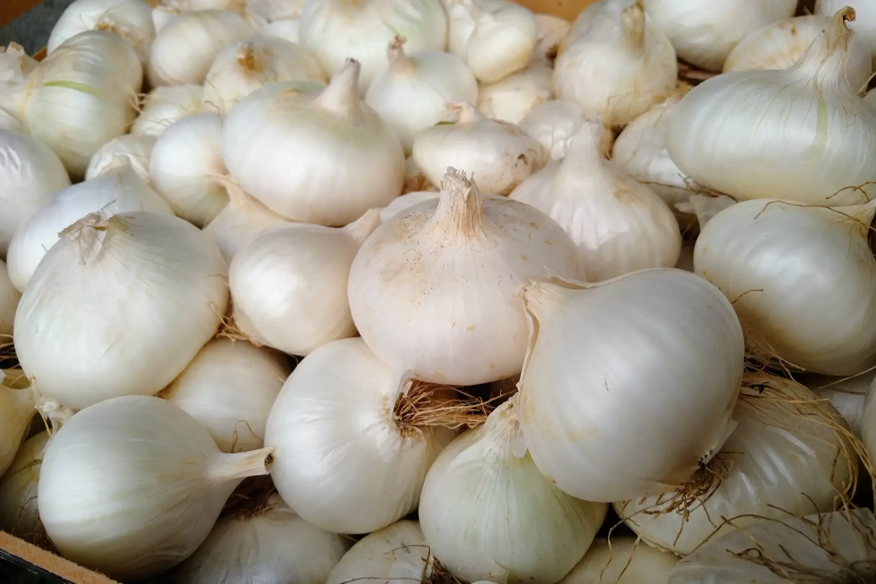 Oignons blancs