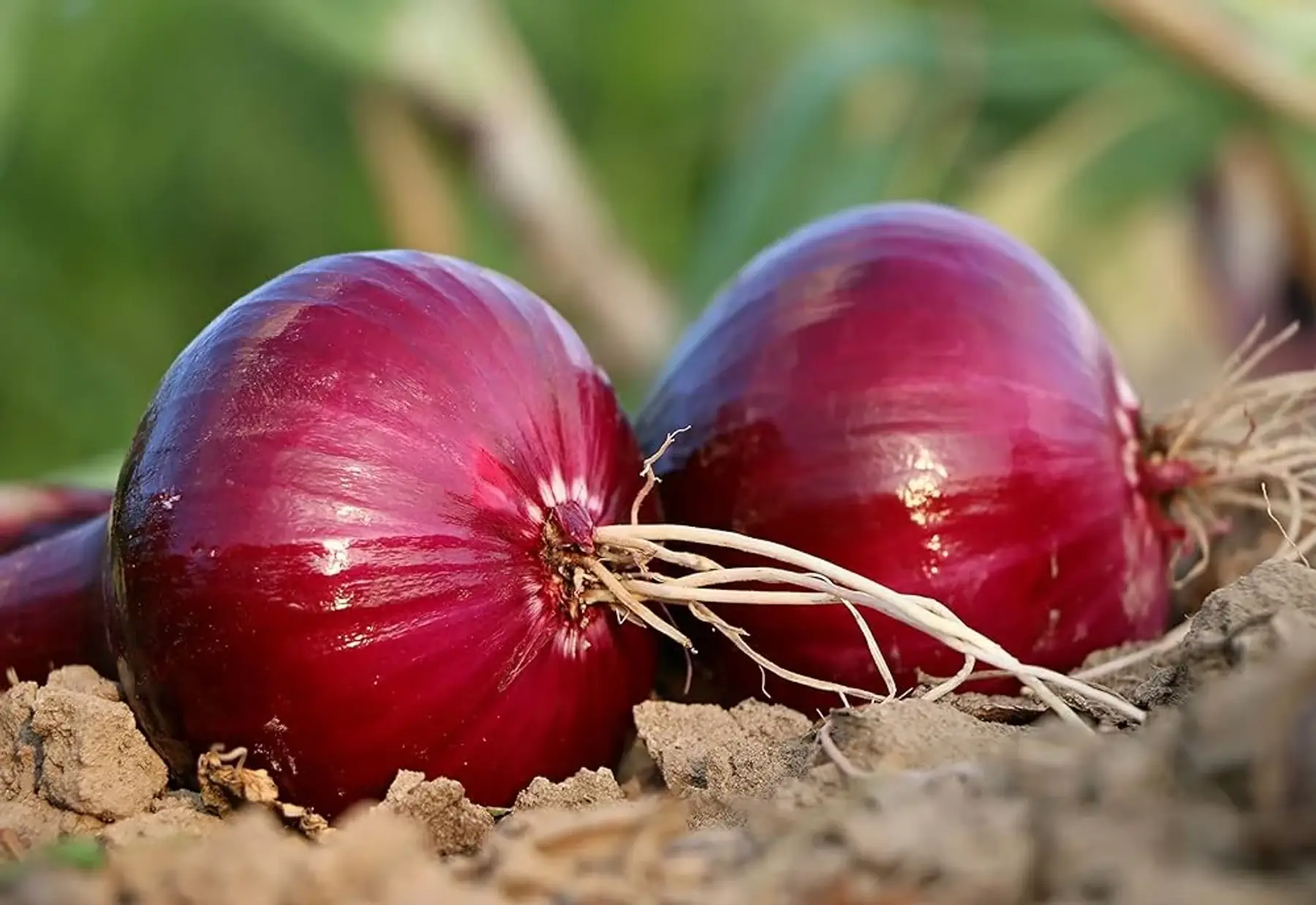 oignons rouges