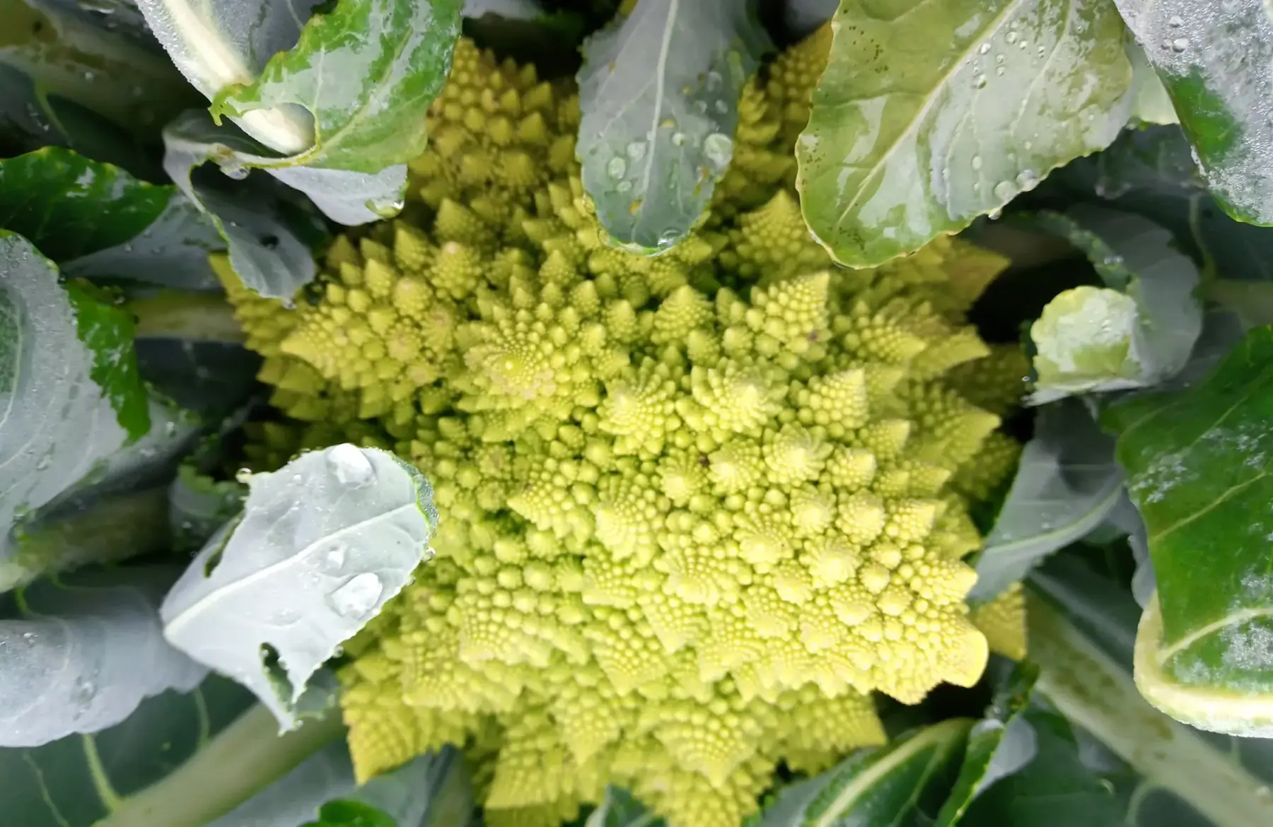 Chou romanesco