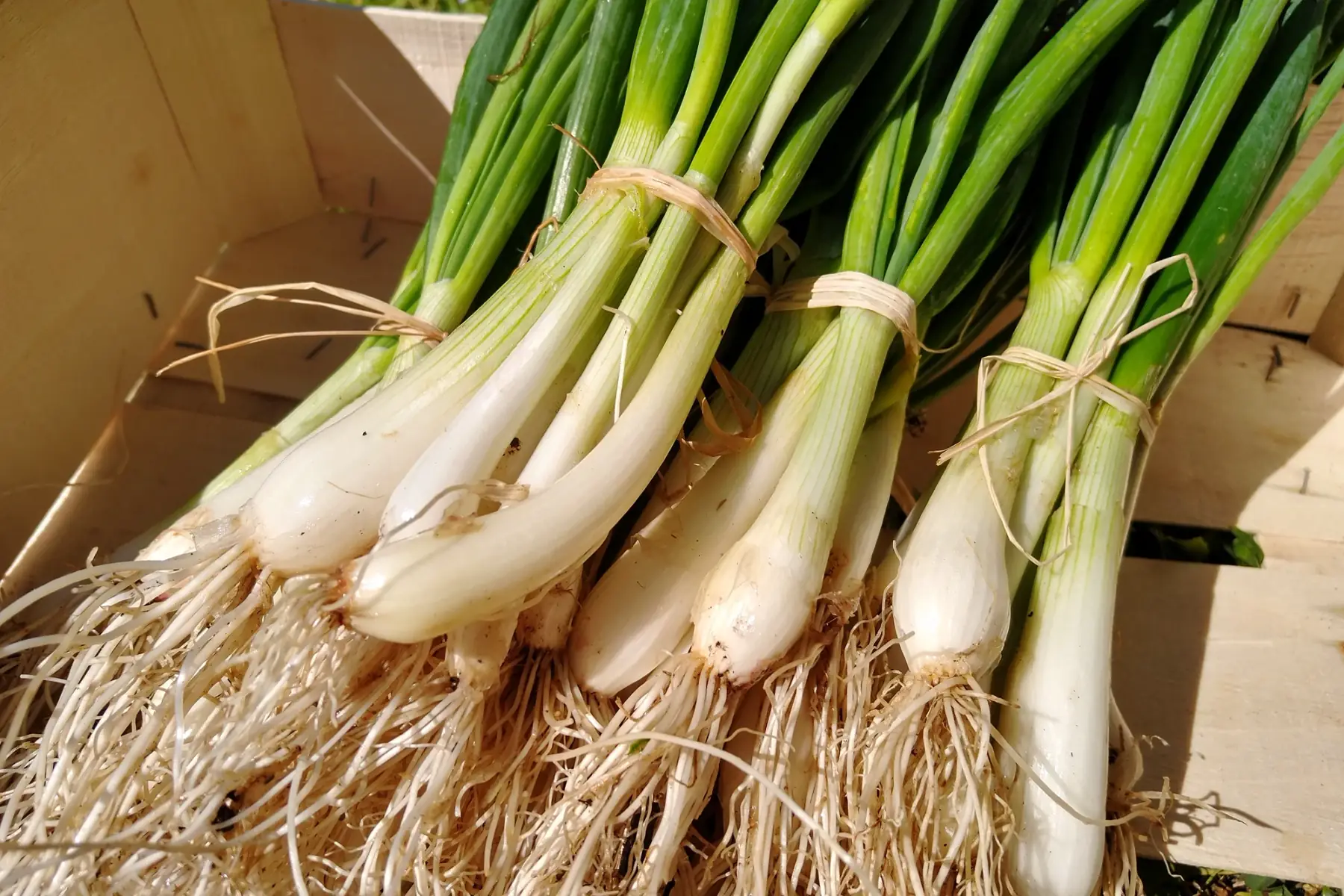 Oignons nouveaux