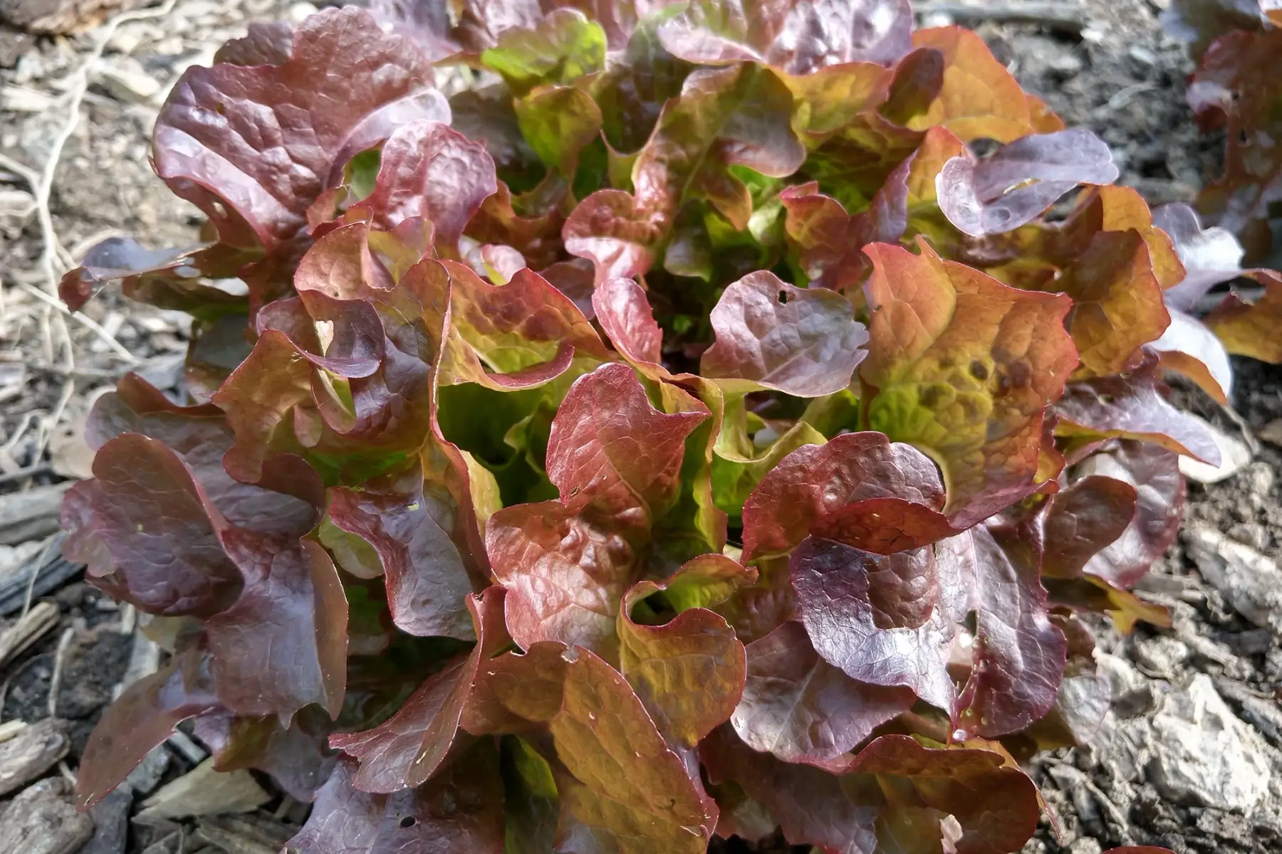 Laitue feuille de chêne rouge