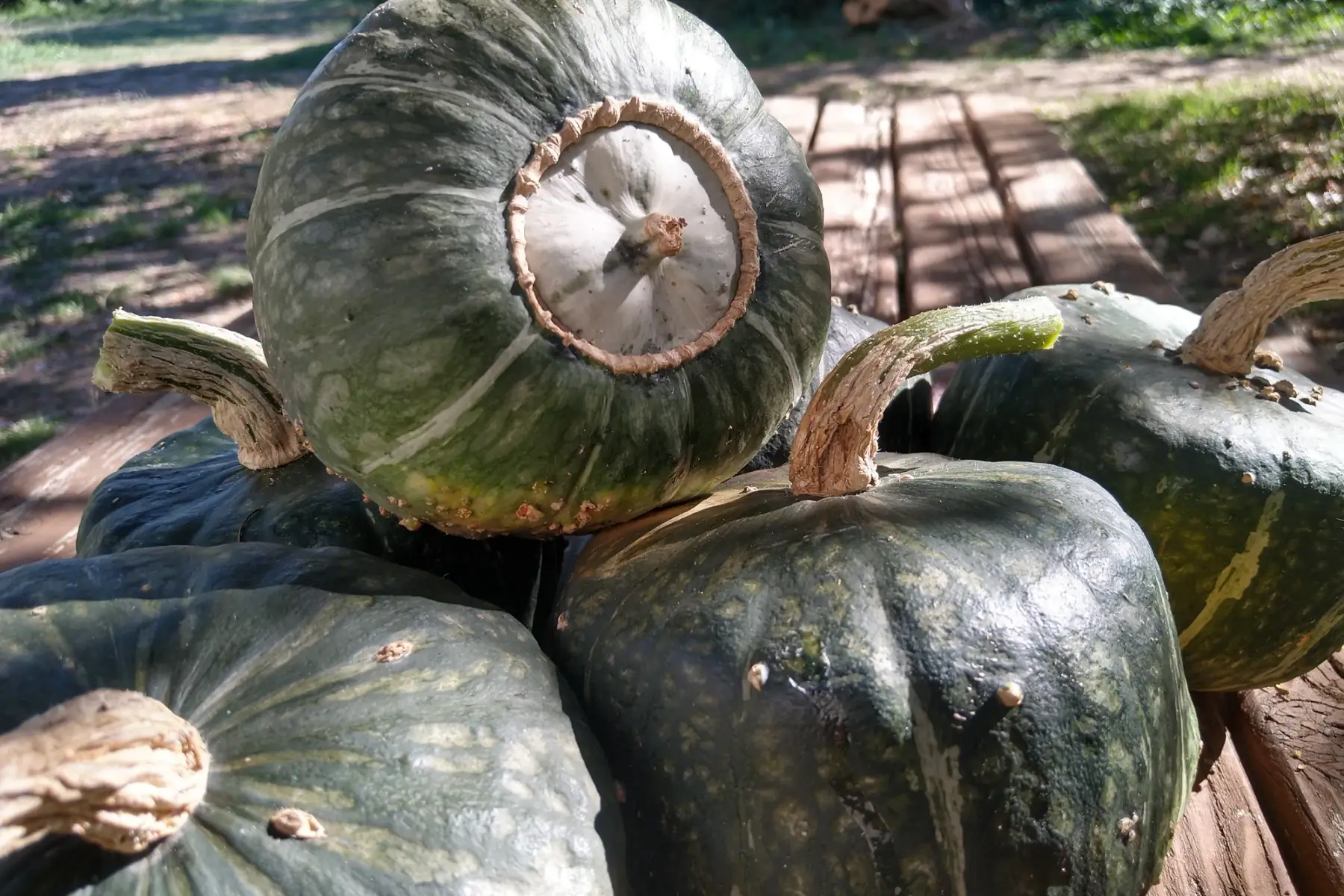 Courge buttercup