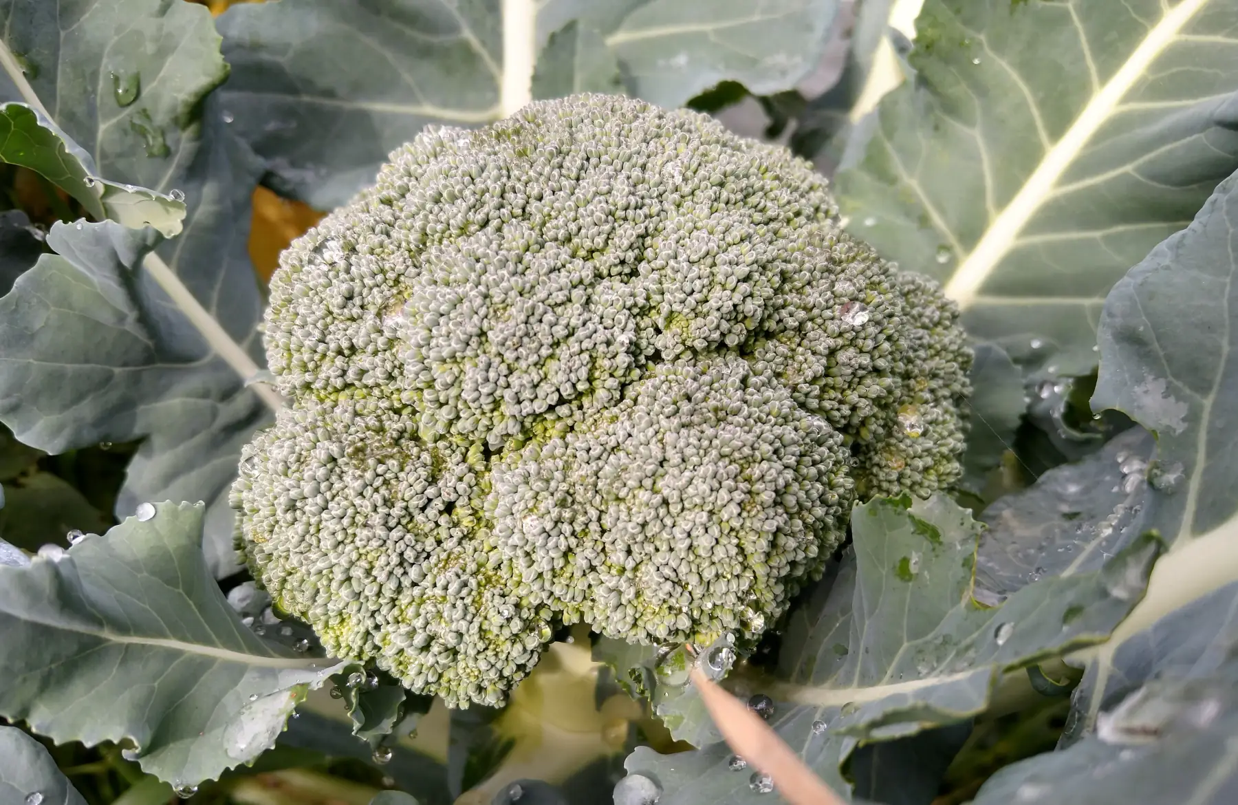 Chou brocoli