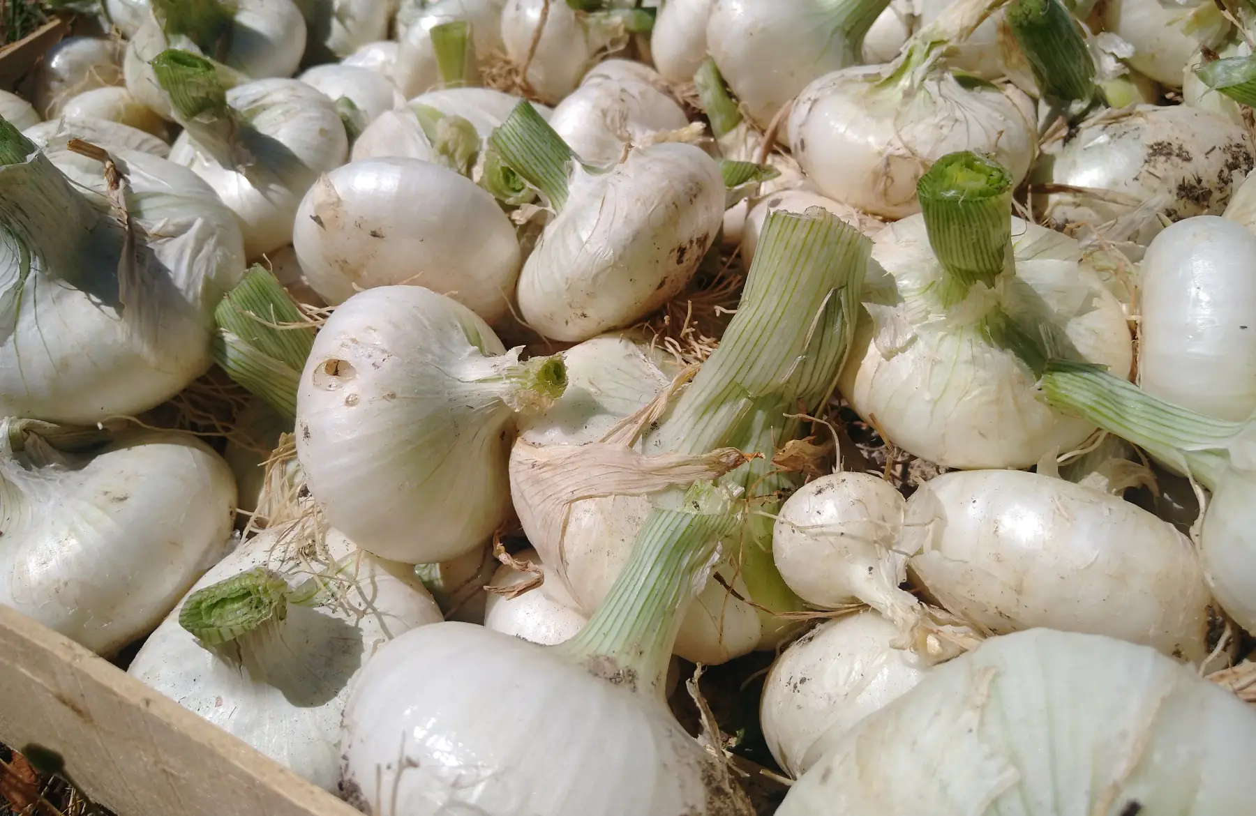 Oignons blancs plats