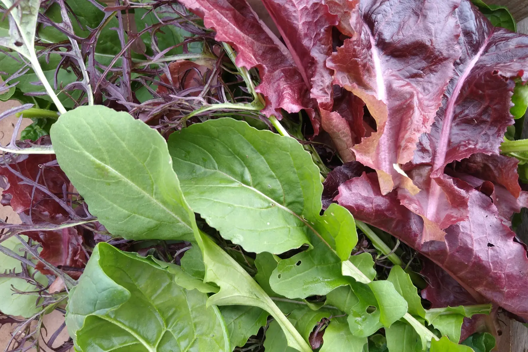 Mesclun