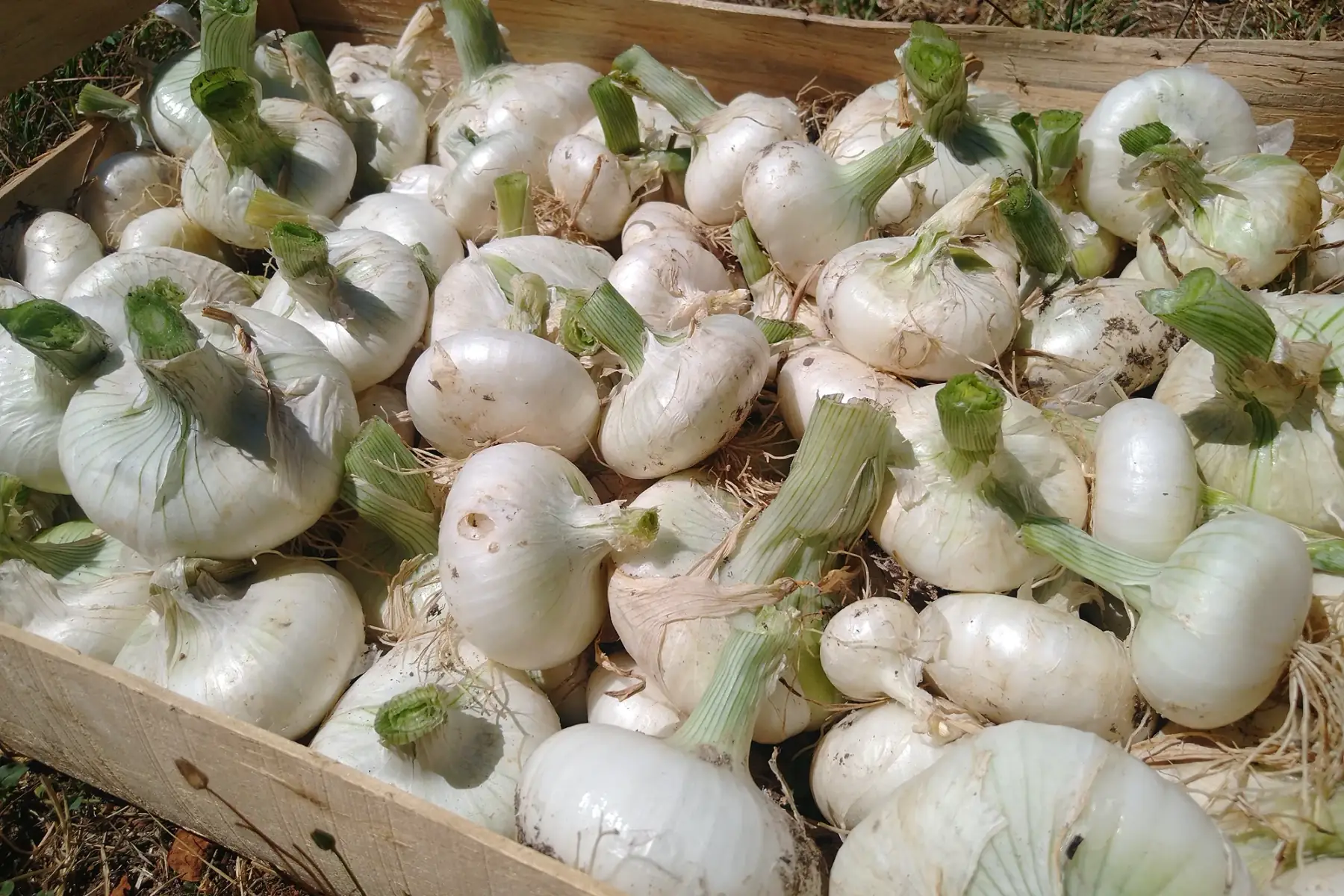 Oignons blancs plats