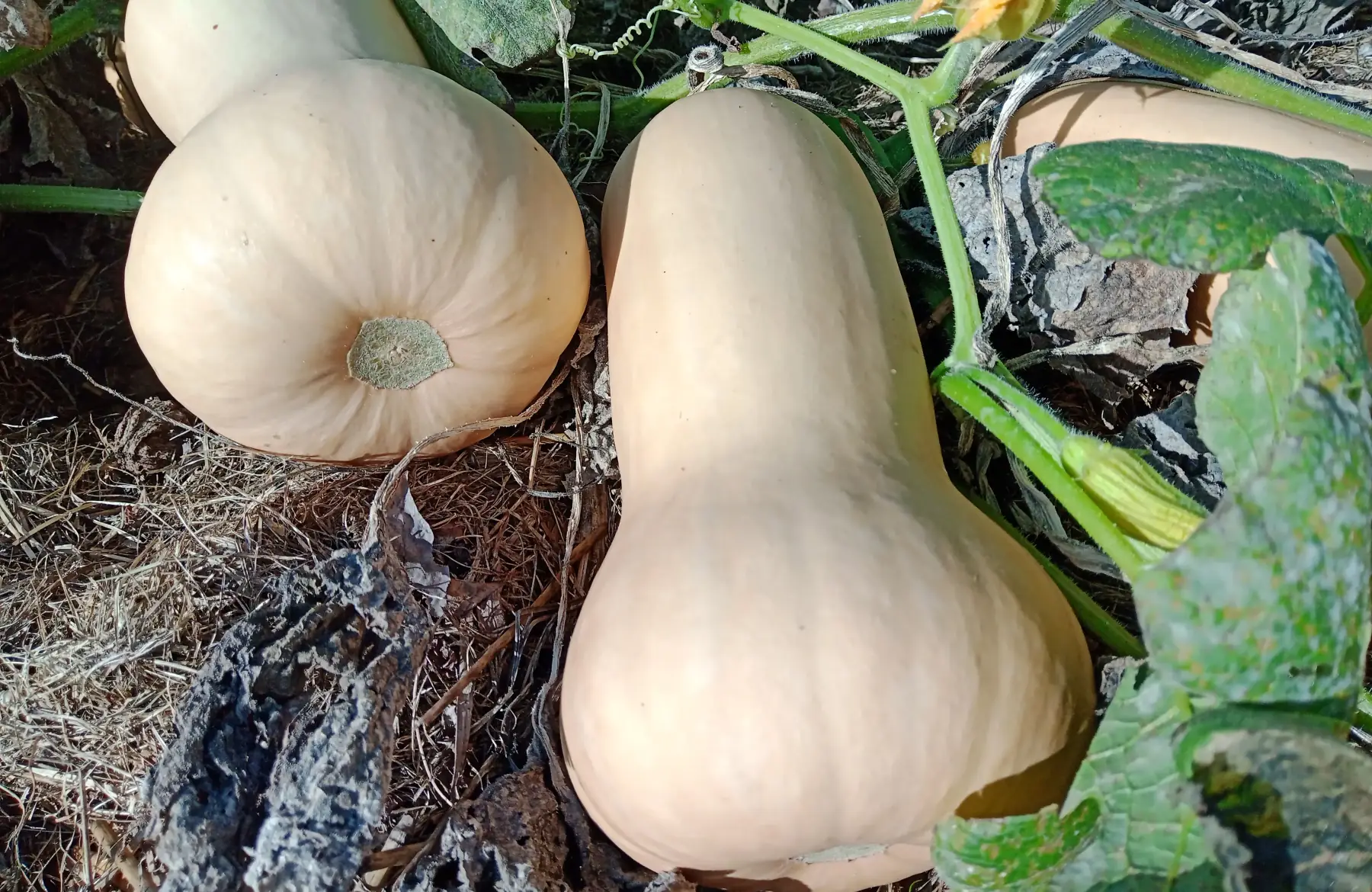 Courge butternut