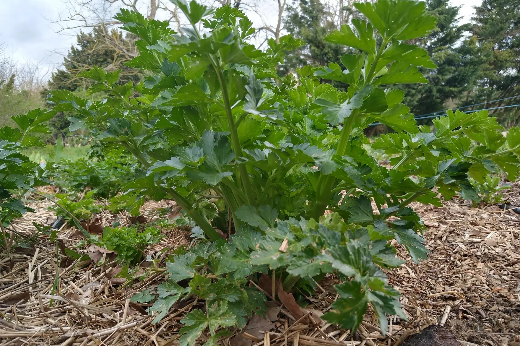 Céleri branche vert