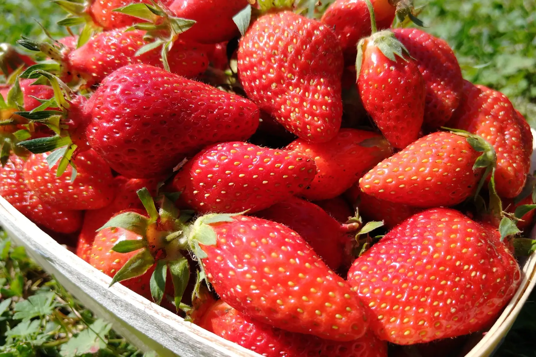 Fraises gariguettes