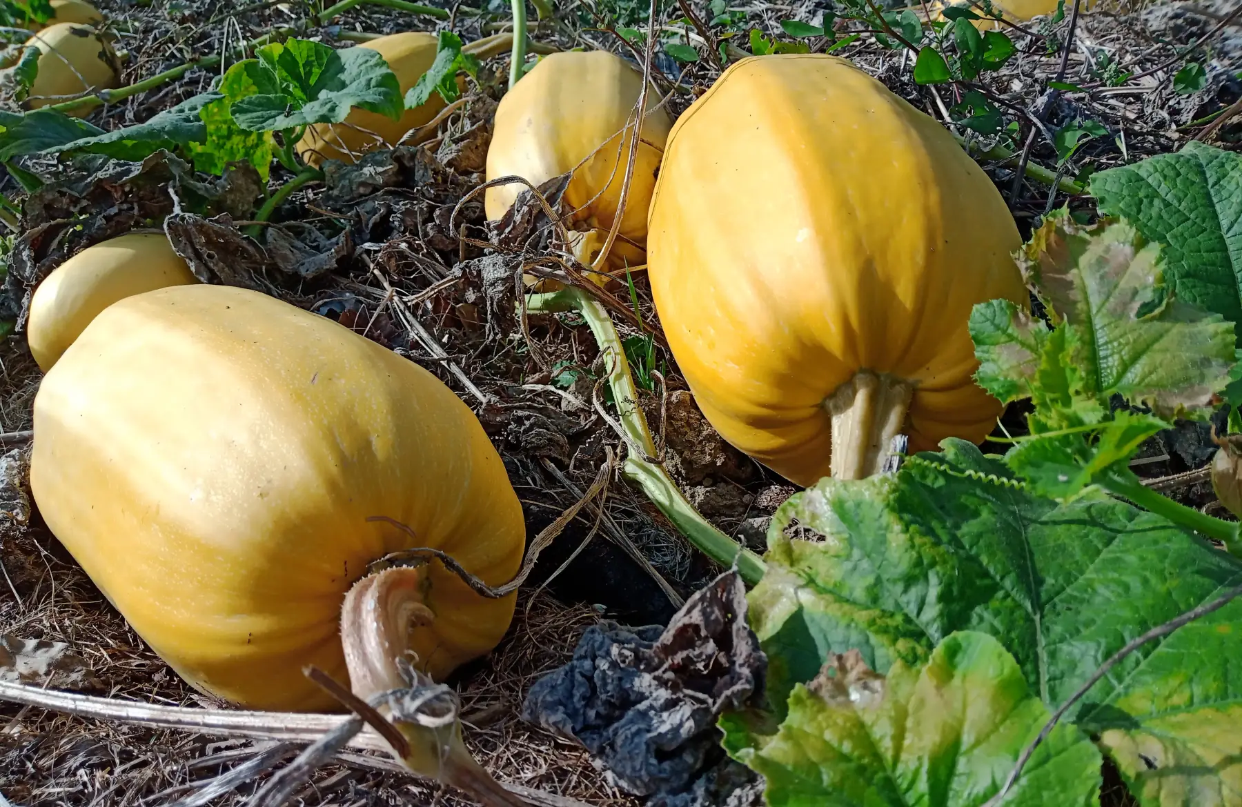 Courge spaghetti