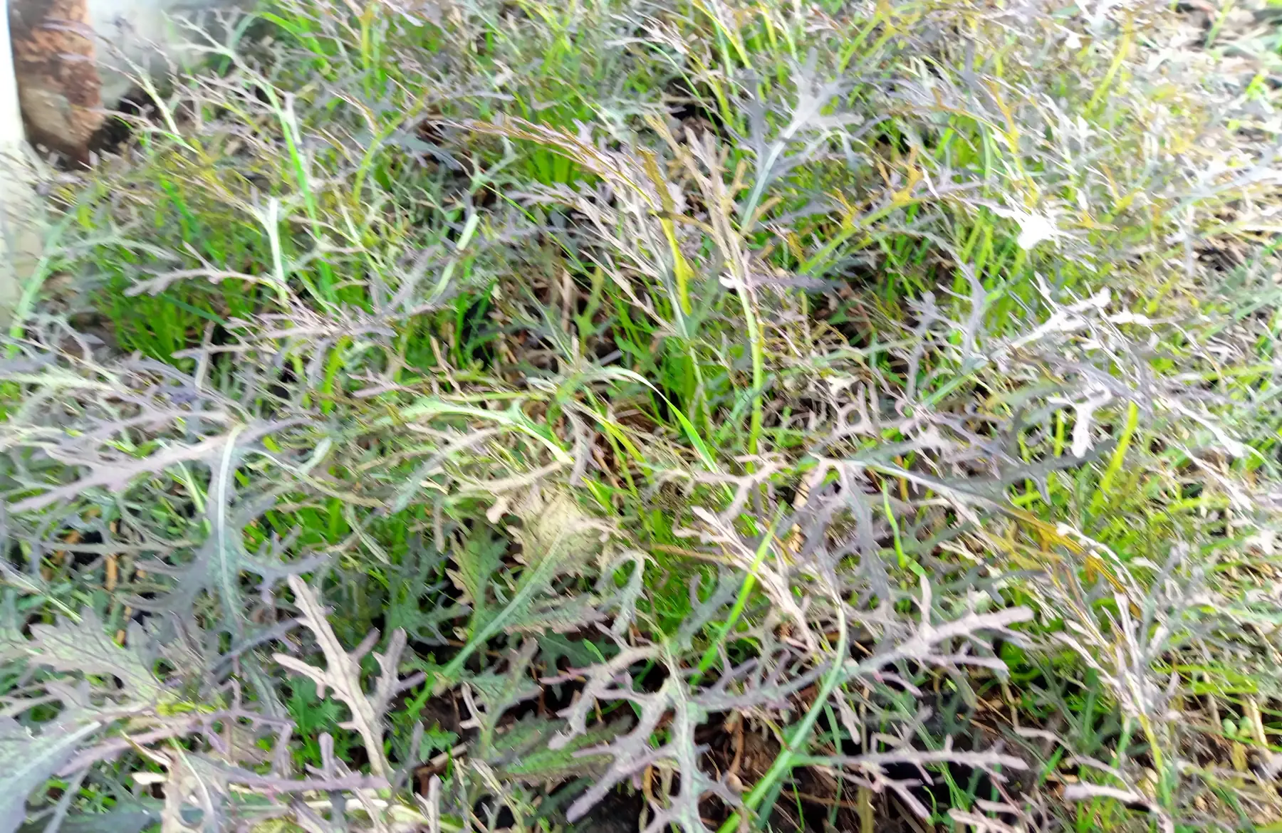 Mizuna rouge (moutarde japonaise)