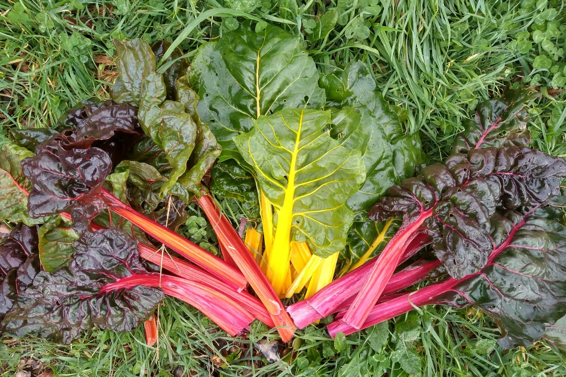blette à carde colorée