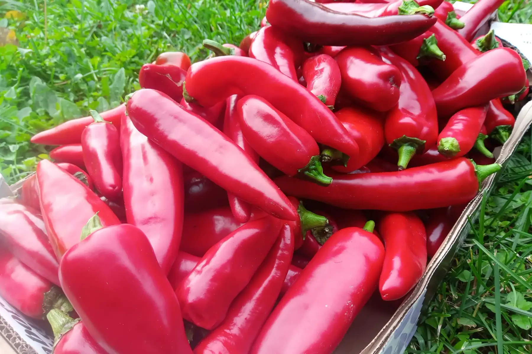 Piment basque, type 'Espelette'