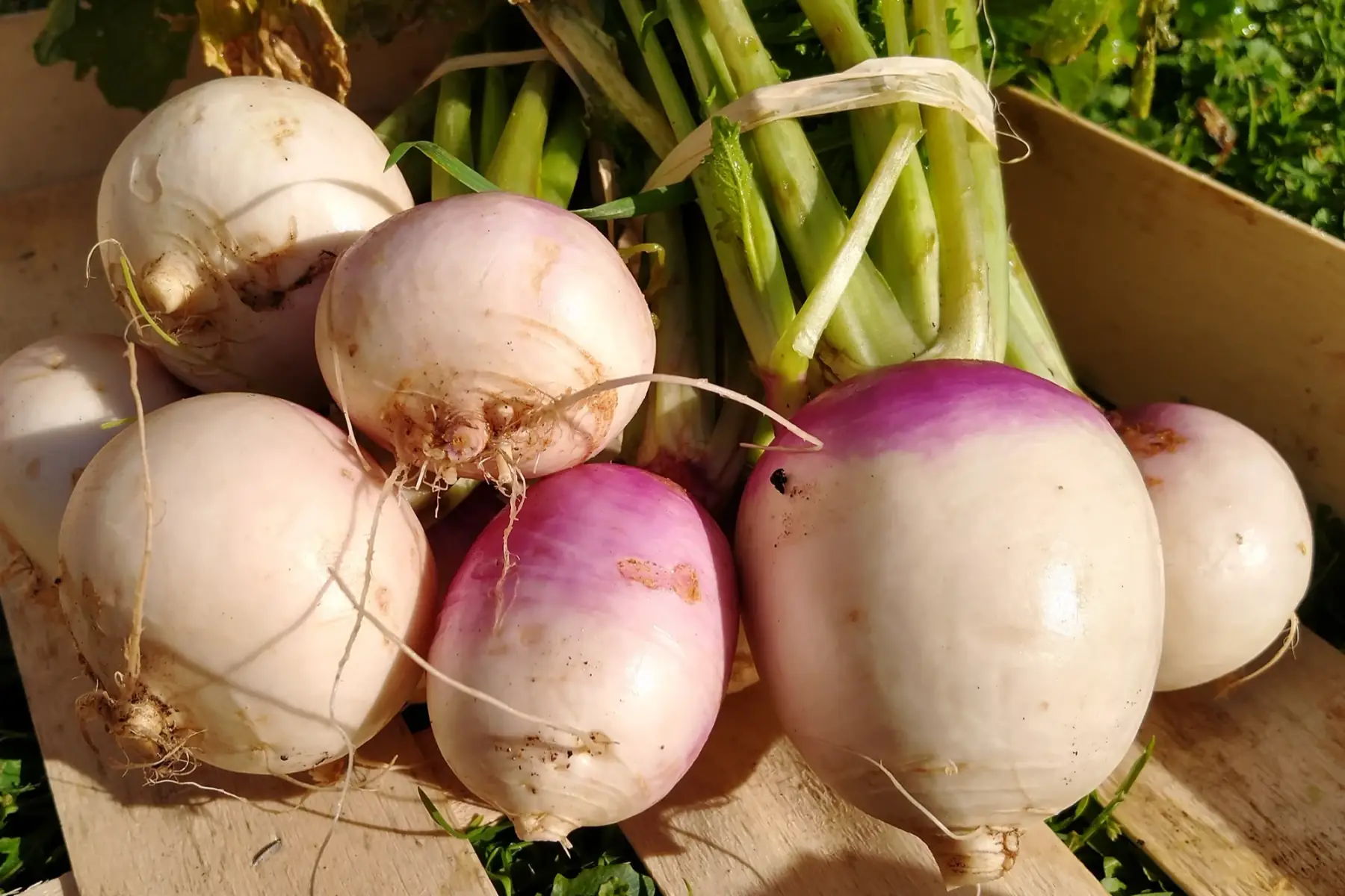 Navet à collet violet