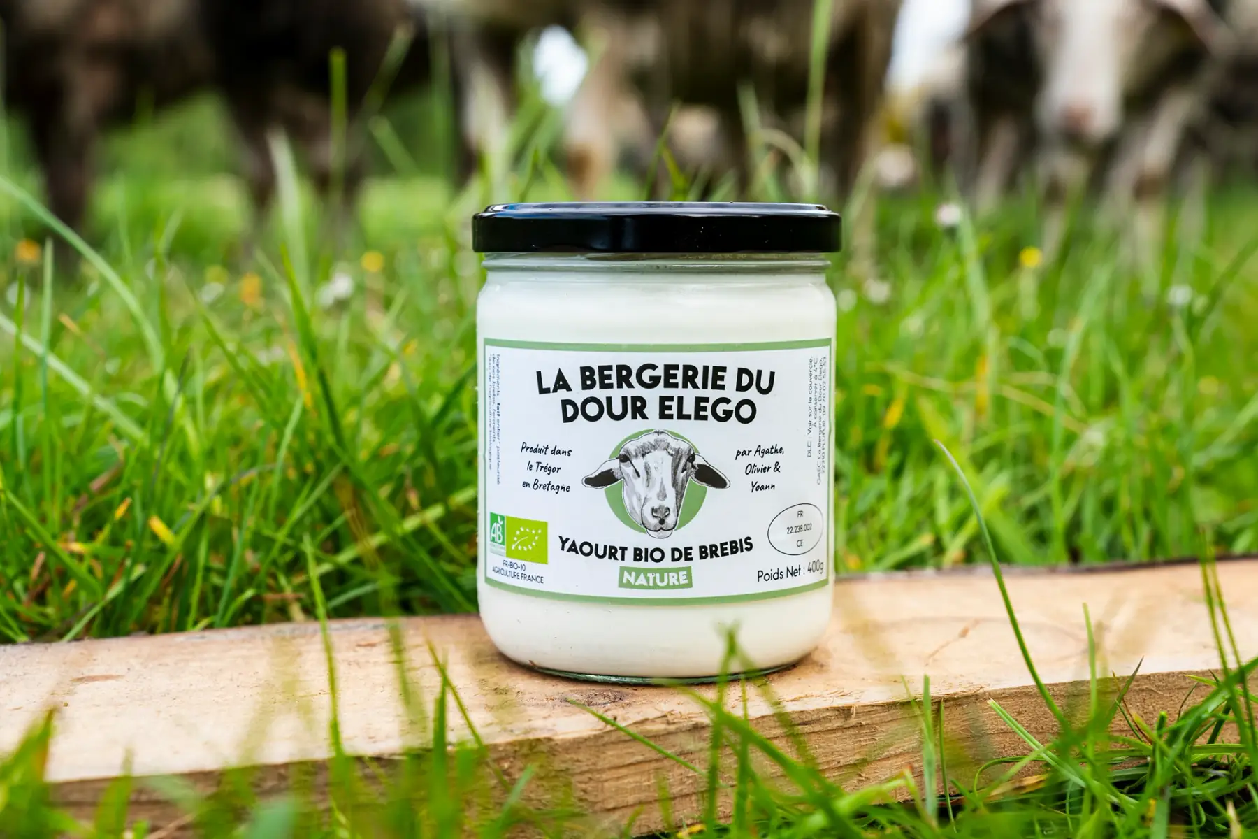 1 yaourt de brebis nature