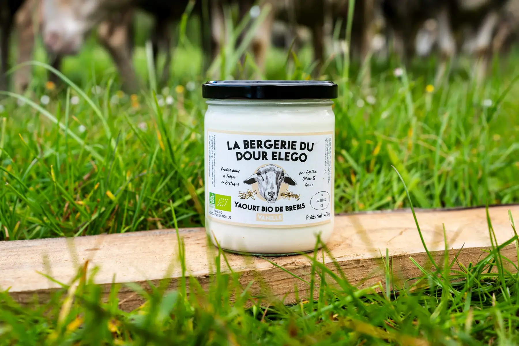 1 yaourt de brebis vanille