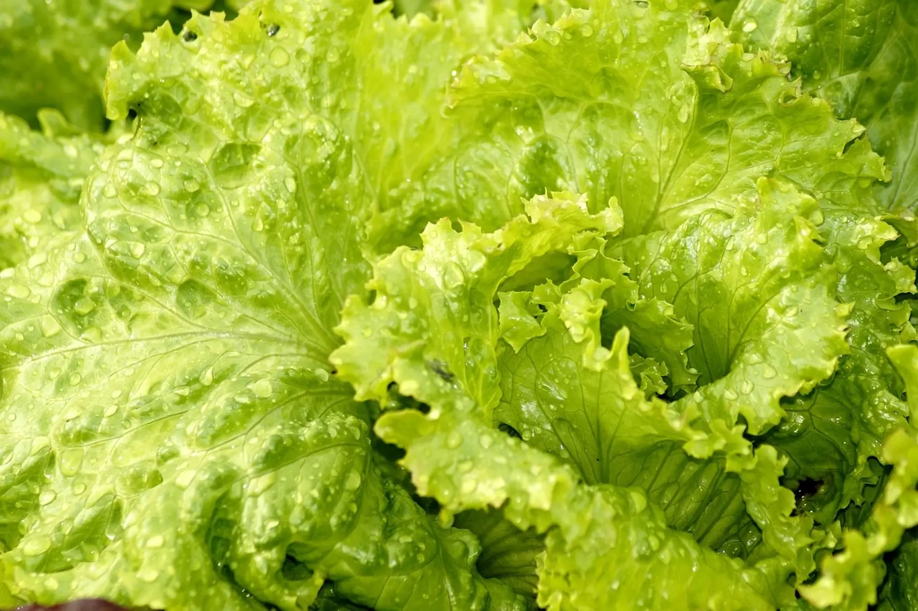 Salade bio