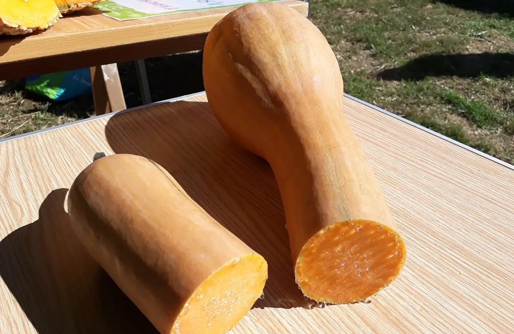 Courge Longue de Nice