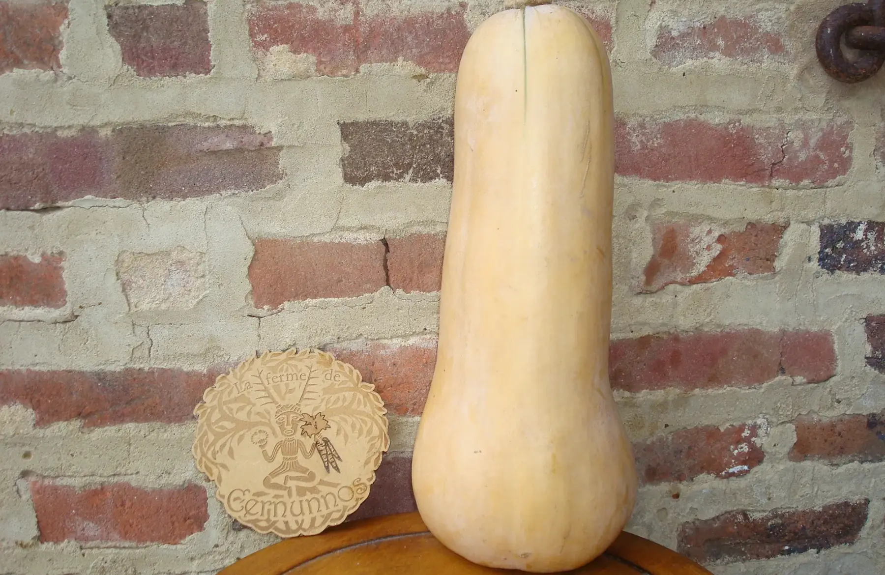 Butternut