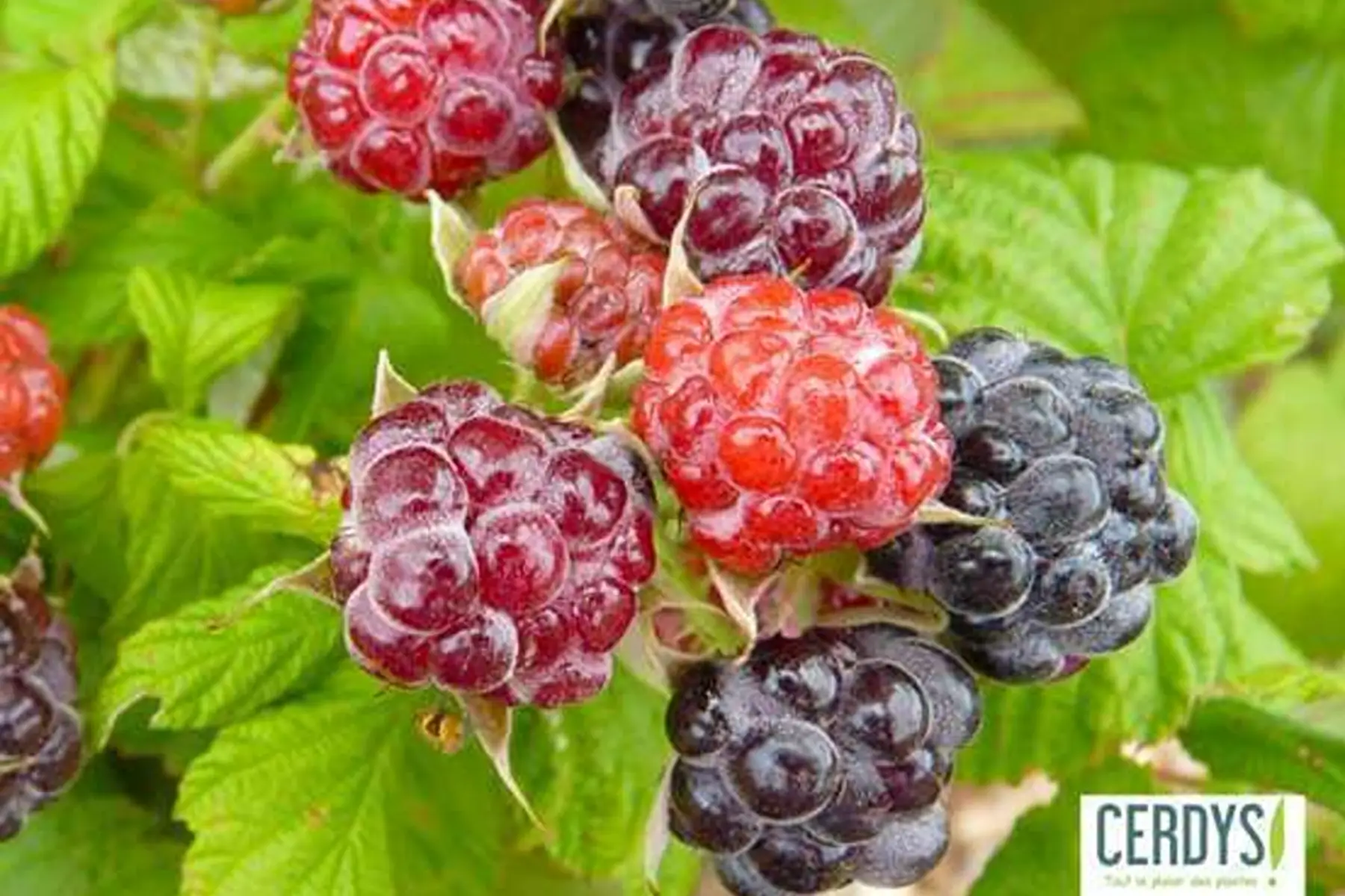 Framboisier 'Black Jewel' non remontant