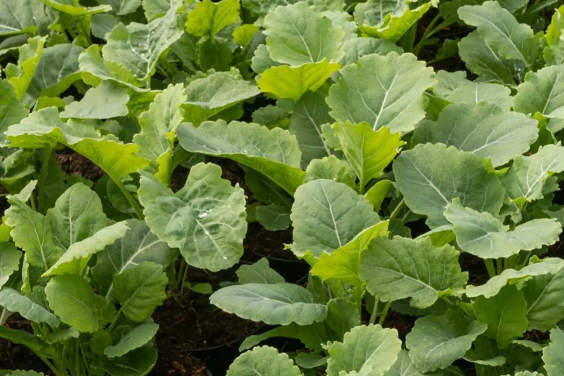 Chou purple taunton deane