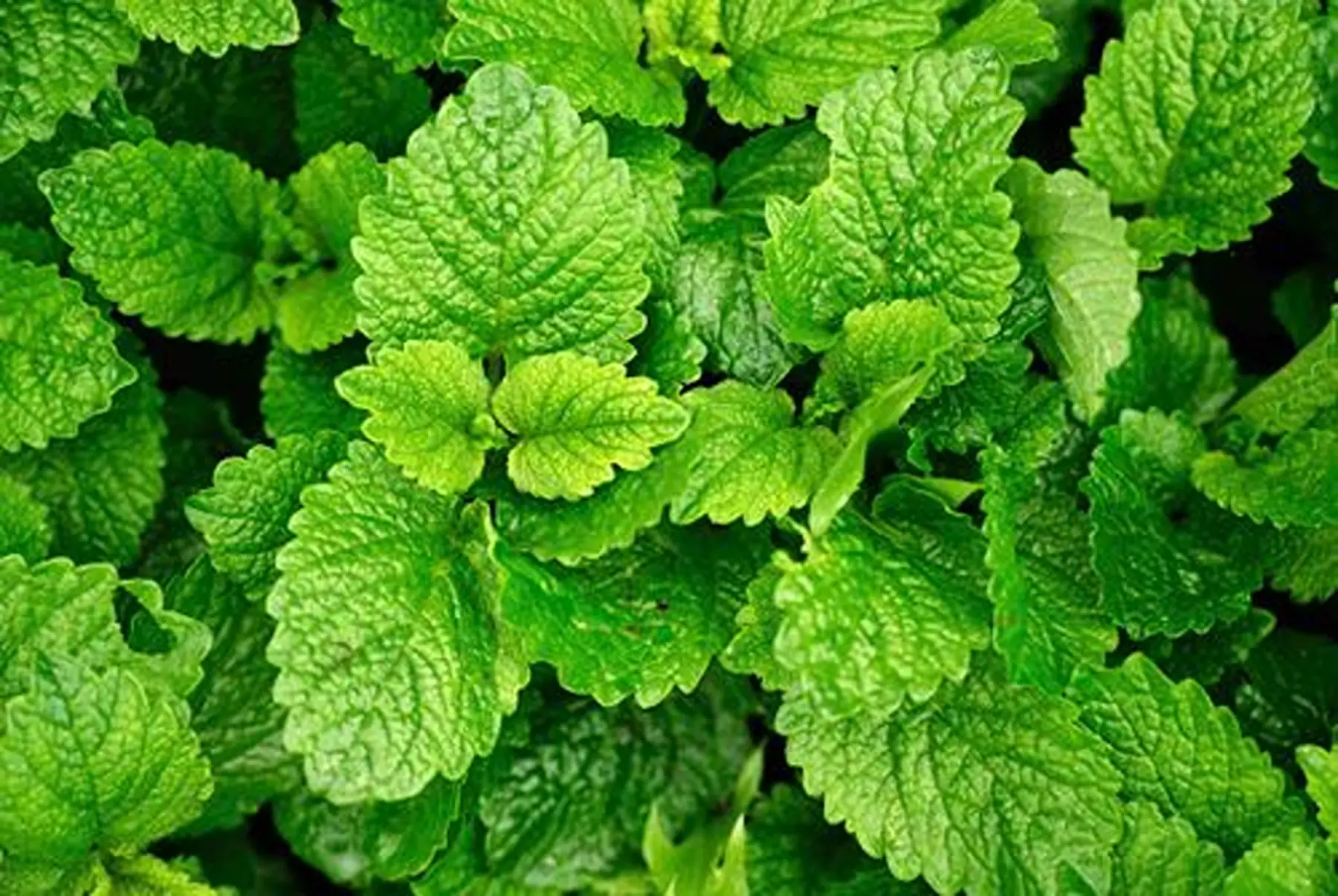Menthe poivrée