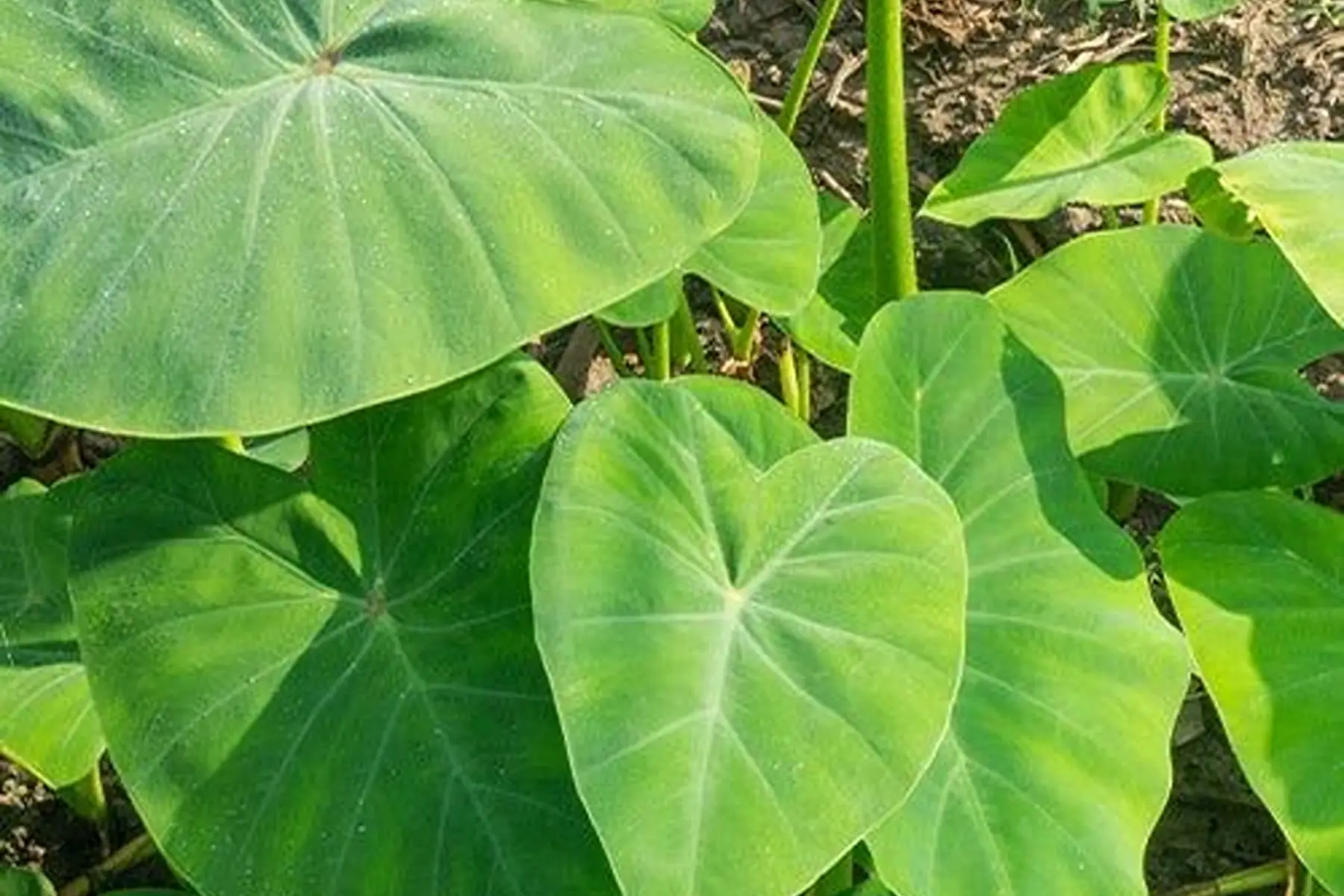 Oreille d'éléphant