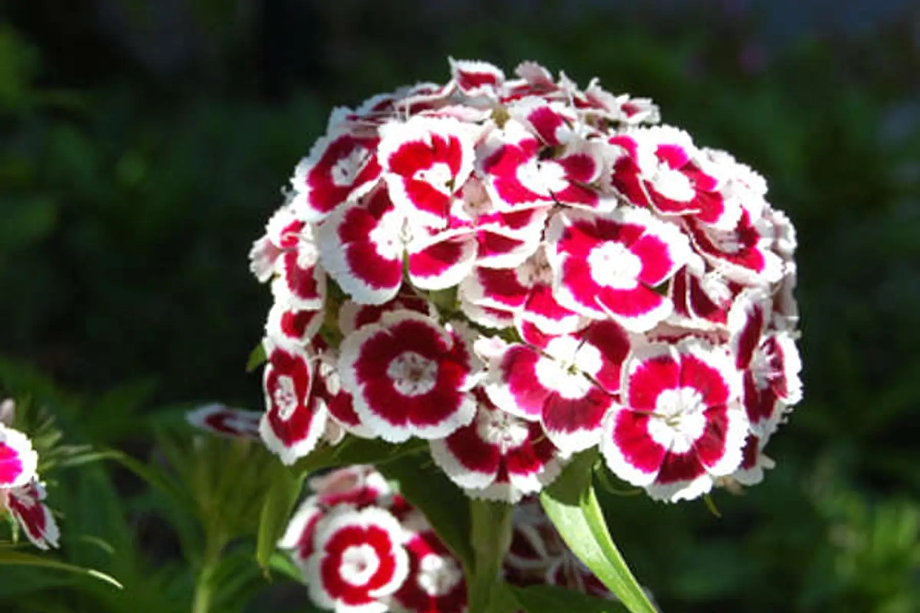 Oeillet du poète (Dianthus barbatus)