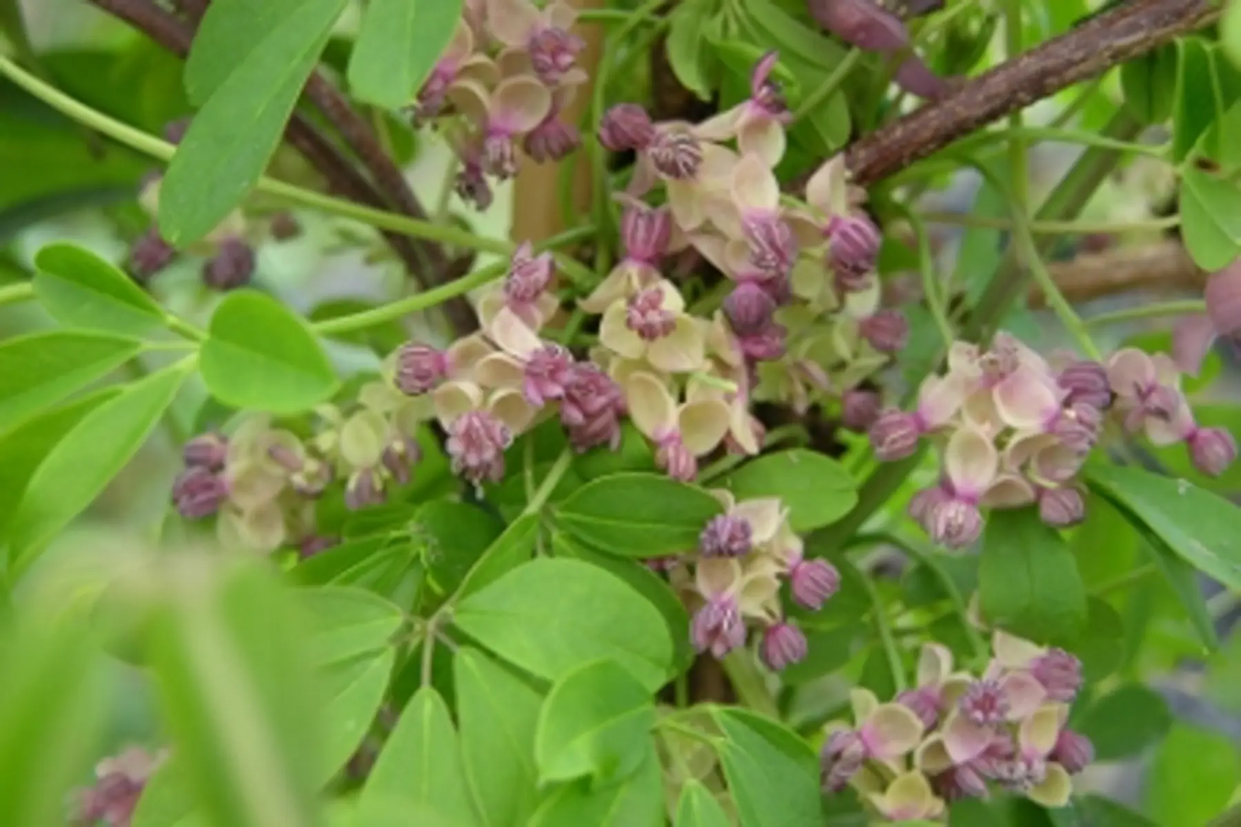 Akebia quinata Silver bells